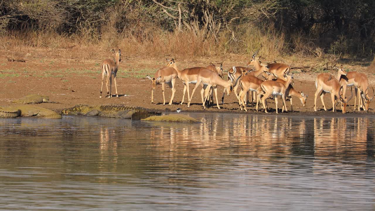 antílopes impala bebiendo agua con grandes cocodrilos del nilo, el parque nacional kruger, sudáfrica