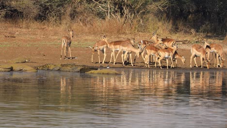 impala antelopes drinking water with large basking nile crocodiles, kruger national park, south africa