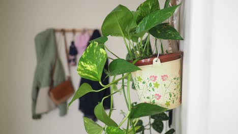 hanging pothos plant and coat rack in a home entryway
