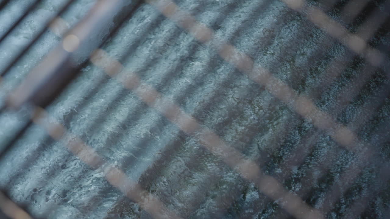 Salmon leap upstream in slow motion, Ganaraska River, Ontario, Canada