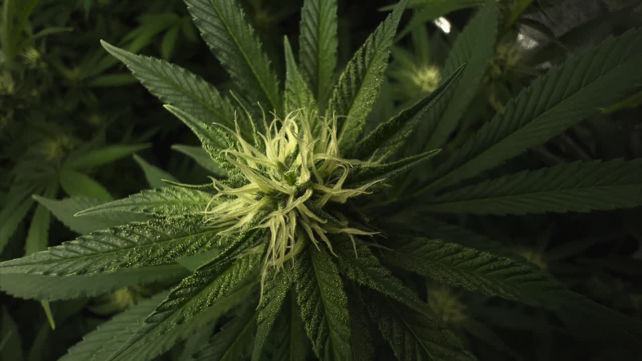 Bocciolo di marijuana dall'alto in primo piano