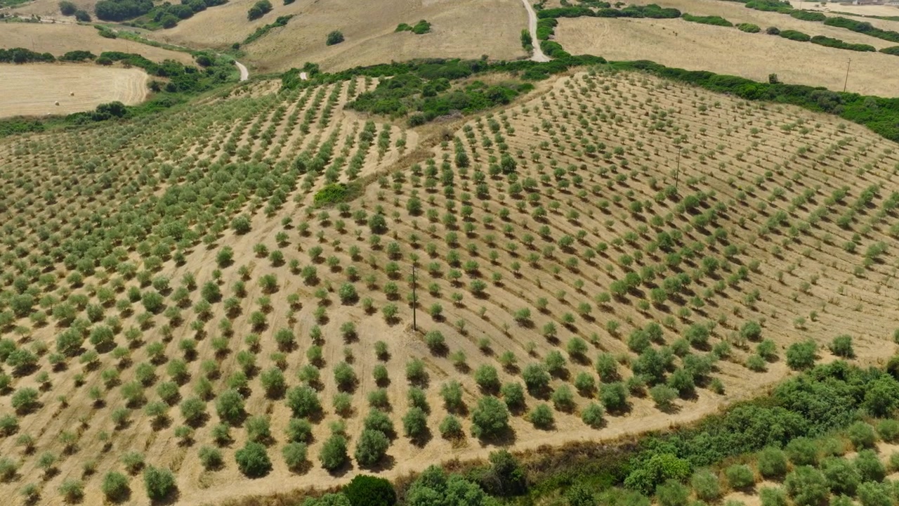 Panorama aereo con drone di estesi uliveti attraverso la campagna ondulata della Sardegna, Italia. Le file geometriche delle piantagioni creano un suggestivo paesaggio agricolo mediterraneo