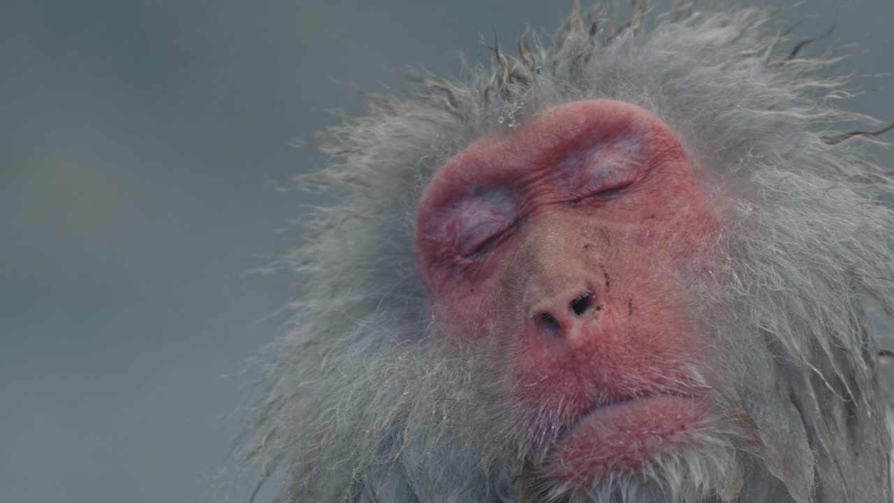 Experience the tranquil beauty of a snow monkey up close as it relaxes in the warm waters of Jigokudani Onsen.