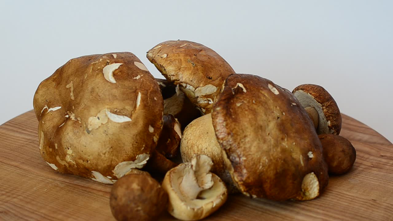 Boletus edulis. Svampar. Fotografering av skogssvamp.