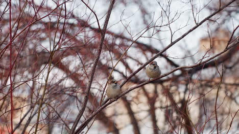 two sparrows rest on thin bare branches of autumn tree in calm park setting, surrounded by twigs and natural textures under pale sky, capturing peaceful seasonal outdoor atmosphere with soft tones