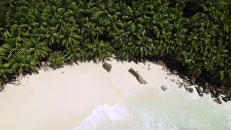 Mahe-Seychelles,-intendance-beach,-clients-relaxing-under-coconut-palm-trees-during-a-hot-sunny-day