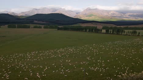 Big-flock-of-sheep-on-verdant-farm-land-in-South-Island,-New-Zealand