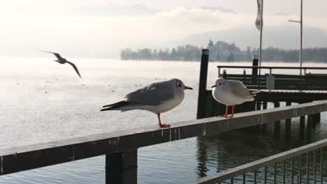 goélands communs assis sur le rail du quai au bord du lac