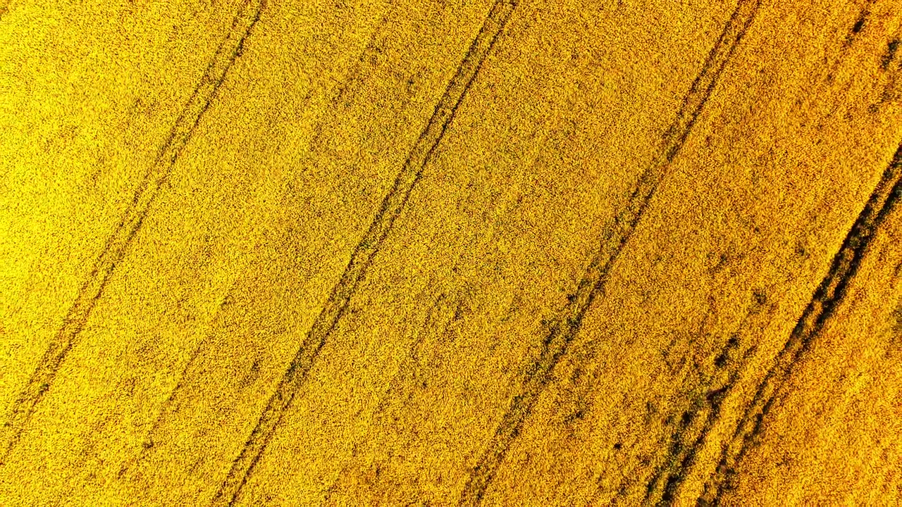 A close overhead drone view of a dense yellow rapeseed field with visible tractor tracks and vibrant floral texture. Detailed aerial texture of yellow flowering canola field surface