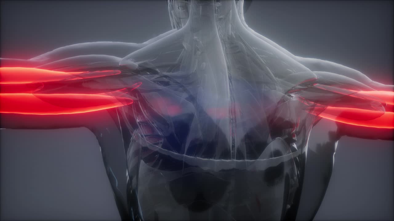 트라이세프스 눈에 보이는 근육 해부학 지도