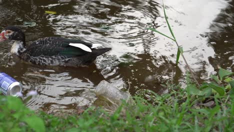 los patos nadan en el río lleno de plástico