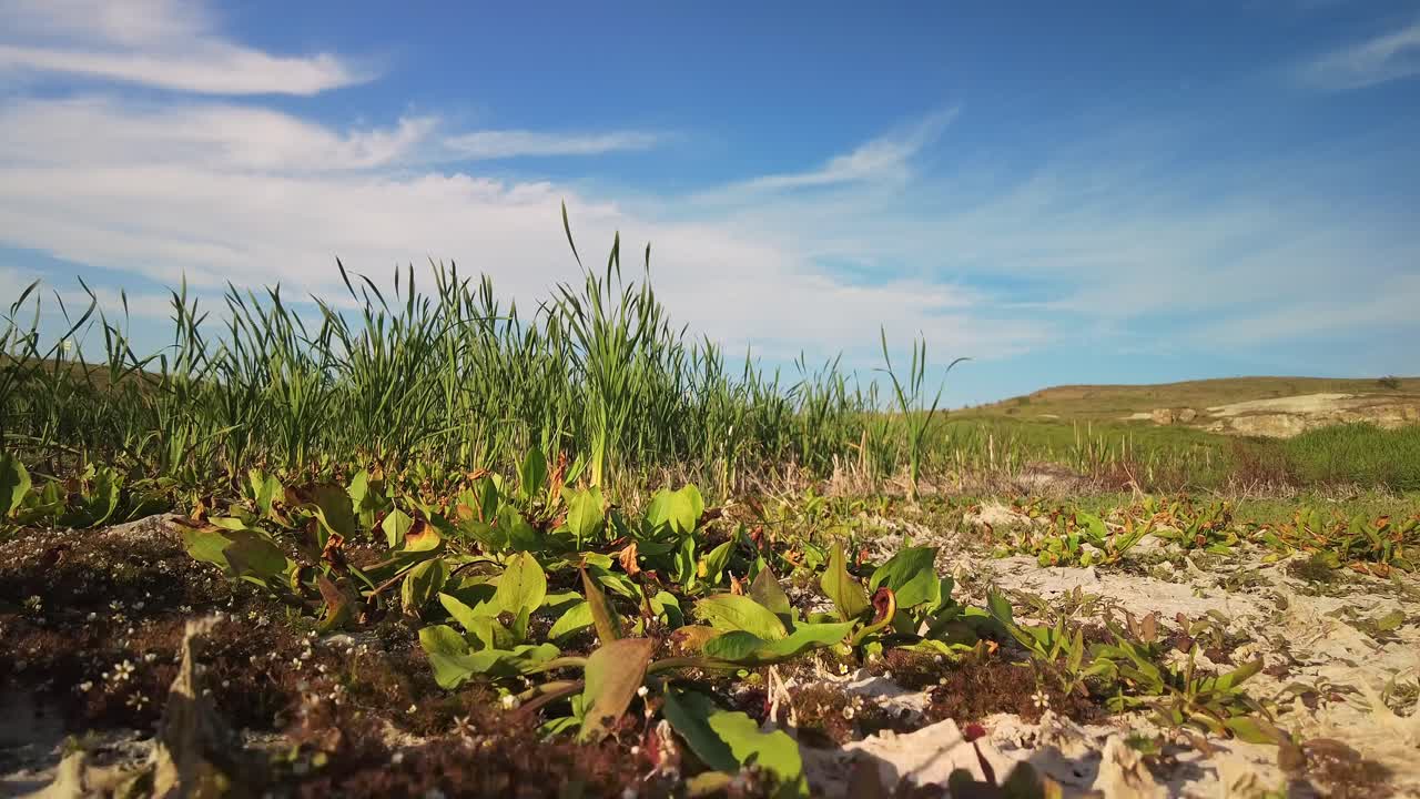una playa de arena cubierta por una abundancia de plantas verdes, creando un paisaje exuberante y vibrante