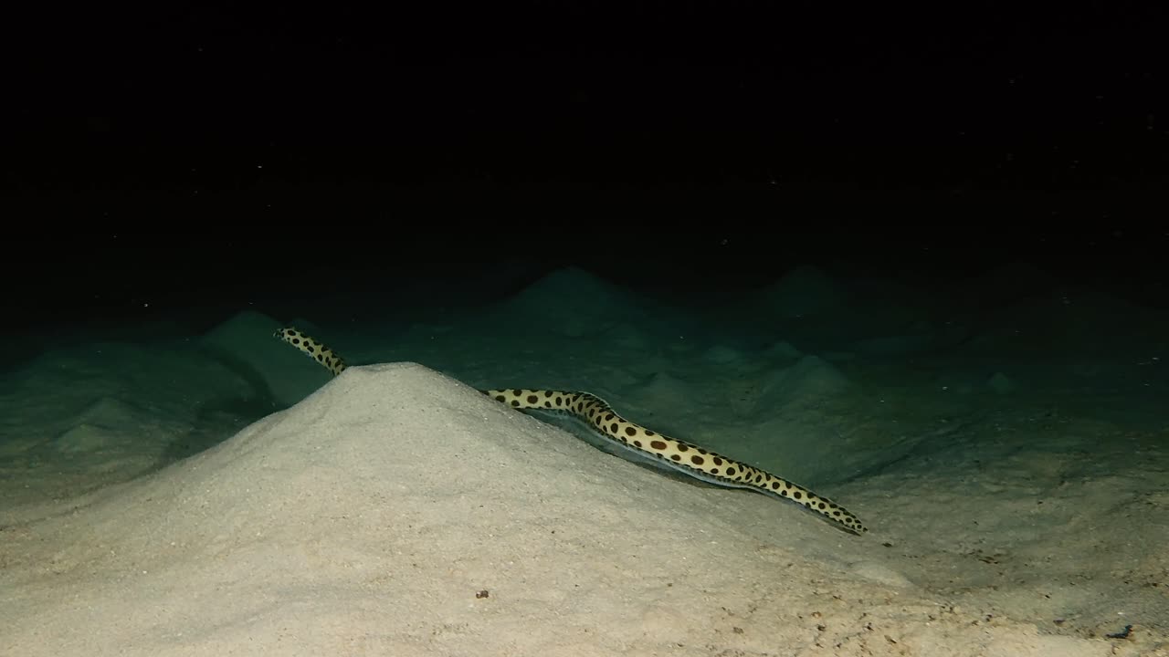 Plettet slangeål glider hen over sandbunden under et natdyk i farvandet ved Mauritius. Unik natlig havdyrsadfærd viser ålens bevægelser og tropisk havdyreliv efter mørkets frembrud