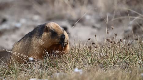 closeup up of golden marmot or long tailed marmot feeding