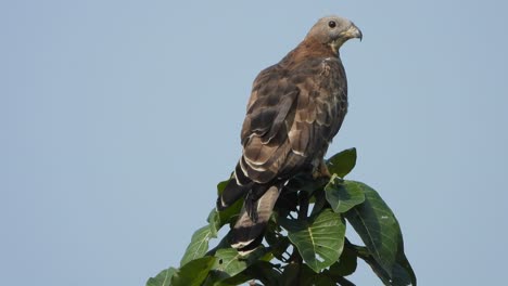 águila-En-El-árbol-Esperando-Orar.