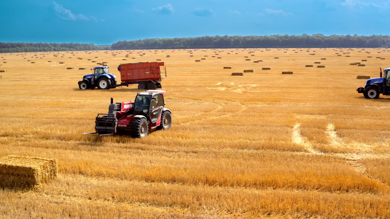 Harvesting wheat grain. Harvester machines working in wheat field