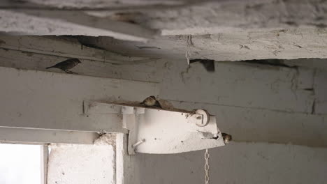 sparrow bird rest on wooden ceiling of farm barn