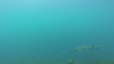 pov de tiburón de punta blanca nadando en la isla rábida en el parque nacional galápagos ecuador