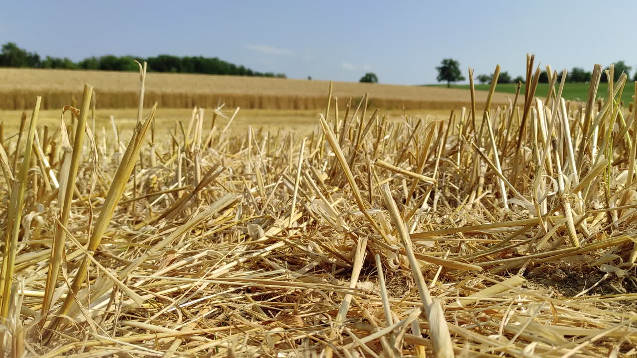 Closeup of wheat stubbles with field in the background. Static shot