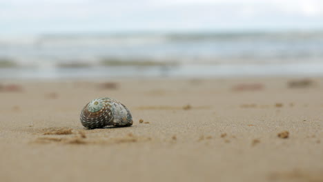 isolated beautiful seashell laying on the sandy beach