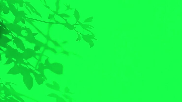 Moving leaves shadow animation, transparent 4K video, green screen