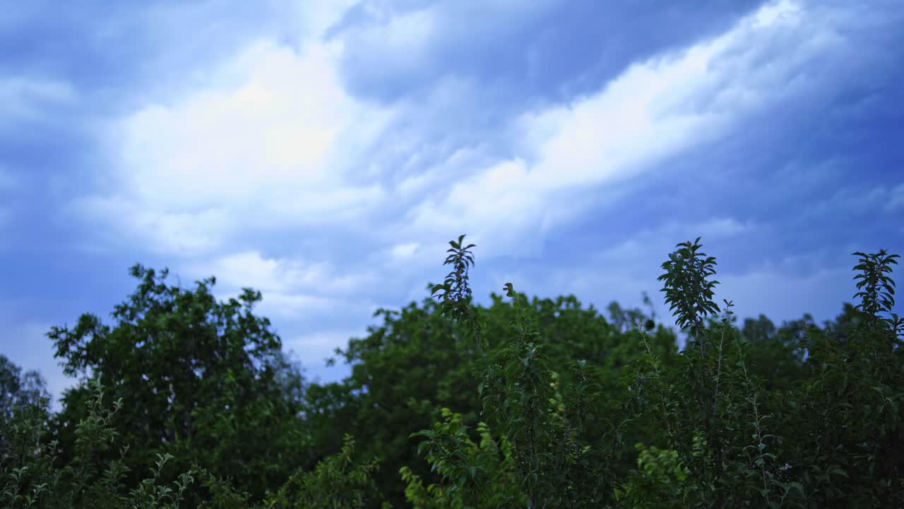 Trees are shaking by the wind under the blue sky with white clouds outdoors. View of the tops of green trees with the branches blowing from a strong wind.