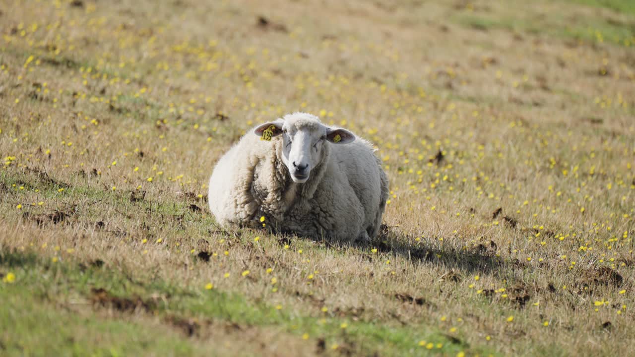 Una pecora bianca e lanosa sta pascolando nel campo.