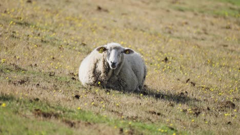 a white wooly sheep are grazing in the field