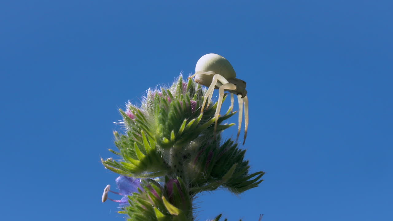 araña blanca en una flor
