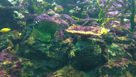 background under seawater of beautiful coral reef and swimming fish, still footage under seawater