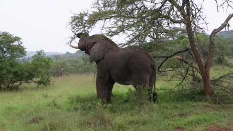 Elephant-feeding,-eating-a-branch