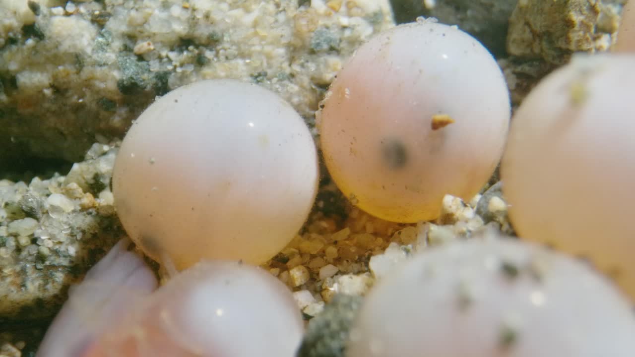 달에서 어나오려는 연어 배아