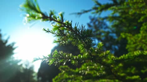 Sunlight-splash-Nature-trees,-flowers,-branches,-beautiful-greenish-plants-in-Pildammsparken-Malmö-Sweden