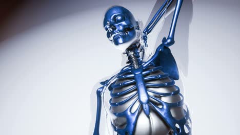 Human-Skeleton-Bones-Model-with-Organs