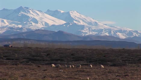 A-small-herd-of-sheep-eat-grass-in-a-field