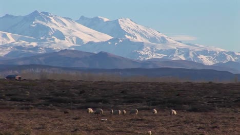 un pequeño rebaño de ovejas come hierba en un campo