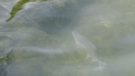 bass fishes swimming randomly on a shallow water lake.