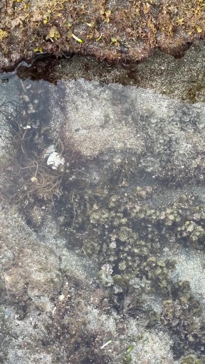 Kleine Krabbe bewegt sich in einem flachen Gezeitenbecken an der Küste