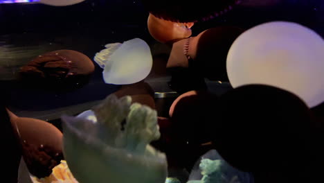 jellyfish - catostylus mosaicus - full of rainbow jellyfish at kamon aquarium, japan