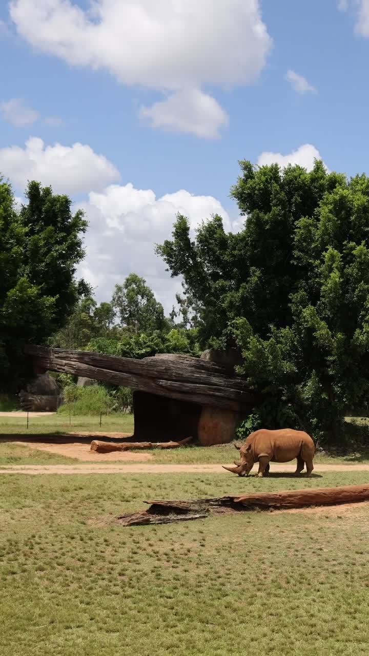 코끼리는 빛 하늘 아래 돌아다니며 먹이를 먹습니다.