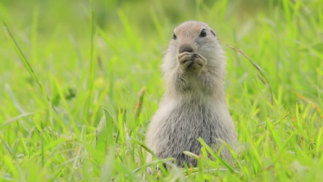 Das-Kaukasische-Berghörnchen-Oder-Elbrus-Ziesel-(Spermophilus-Musicus)-Ist-Ein-Nagetier-Aus-Der-Gattung-Der-Ziesel.