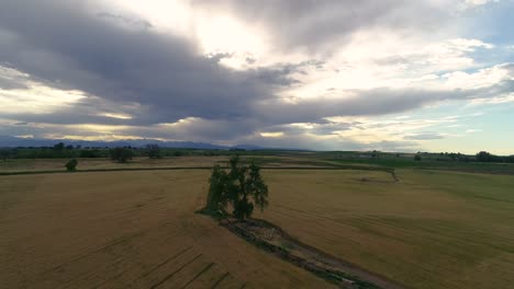 Slight-orbit-around-a-tree-in-a-golden-field-of-winter-wheat-ready-for-harvest-with-the-rocky-mountains-in-the-distance