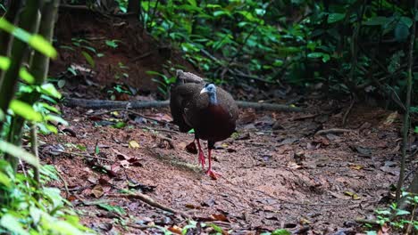 single female great argus. large species of pheasant from southeast asia. close-up shot