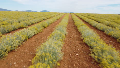 Helichrysum-Italicum-or-curry-plant-agriculture-cultivation-farm-aerial-view