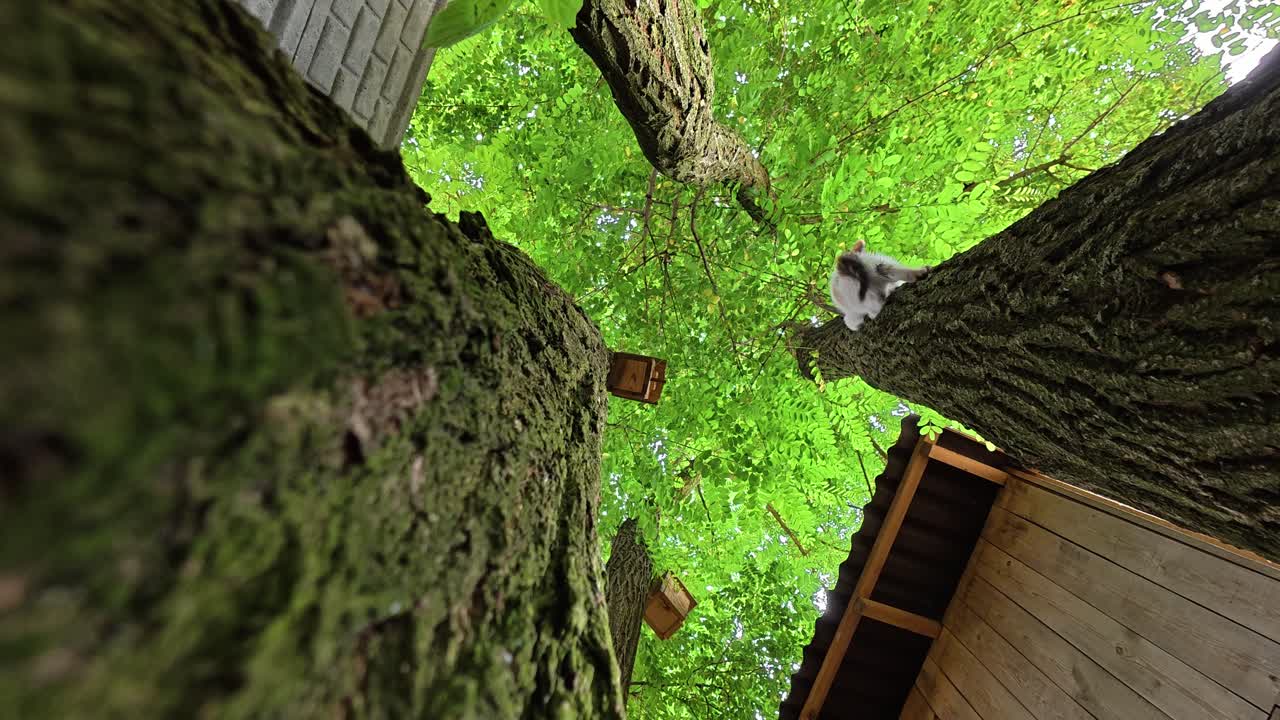 Kittens climbing acacia trees with birdhouses, camera tilted upward, one kitten jumps down