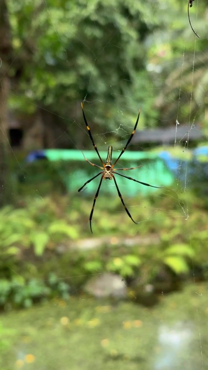 Ragno Tessitore Dorato che Riposa sulla Sua Tela in Natura