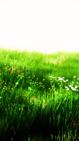 a beautiful field of green grass with yellow and white flowers