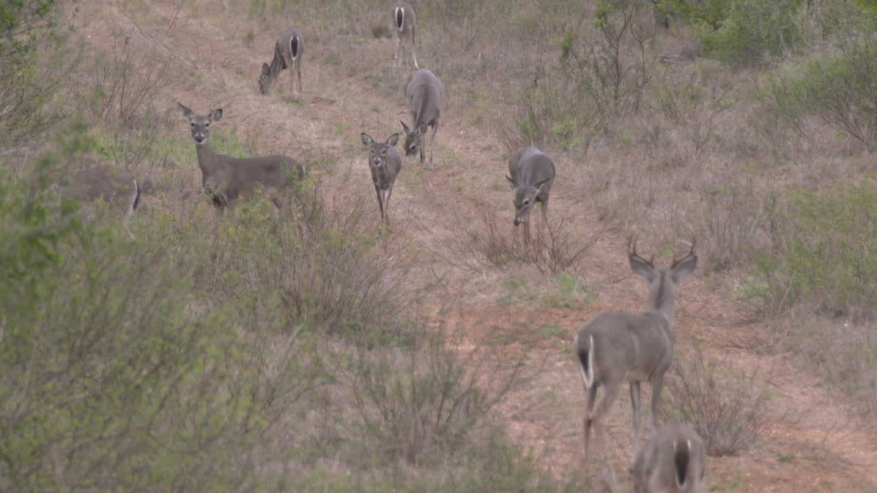 Deer Herd Grazing in a Field