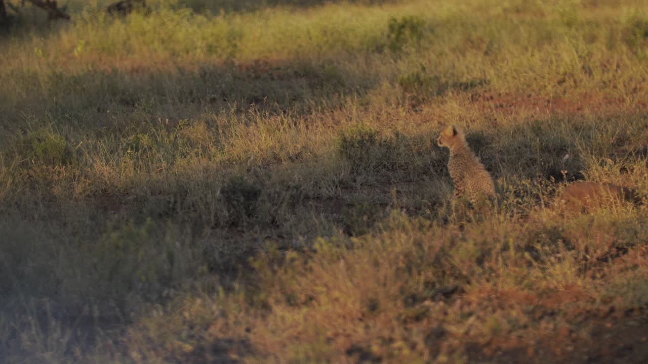 어린 치타 새끼 한 마리가 풀밭에 앉아 야생에서 주위를 둘러보고 있습니다.