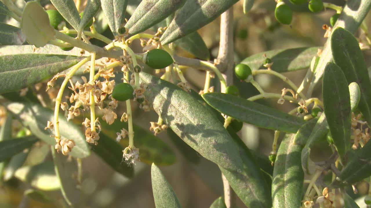Olive Tree Branch with Olives